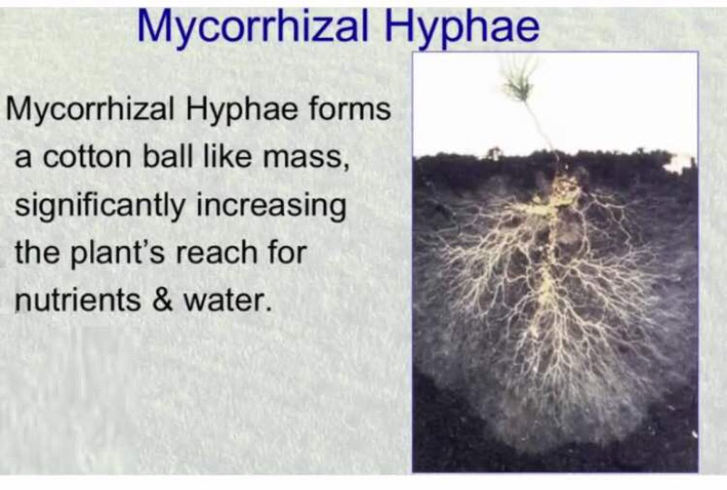 MYCORRHIZAL FUNGI