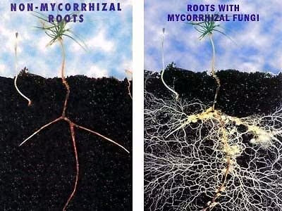 MYCORRHIZAL FUNGI