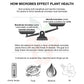 Activated Biochar