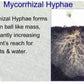 MYCORRHIZAL FUNGI