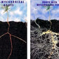 MYCORRHIZAL FUNGI